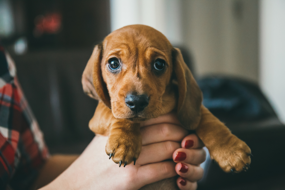 A cute Dachshund puppy is held by its owner.