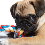 A cute Pug puppy biting a chew toy for teething.