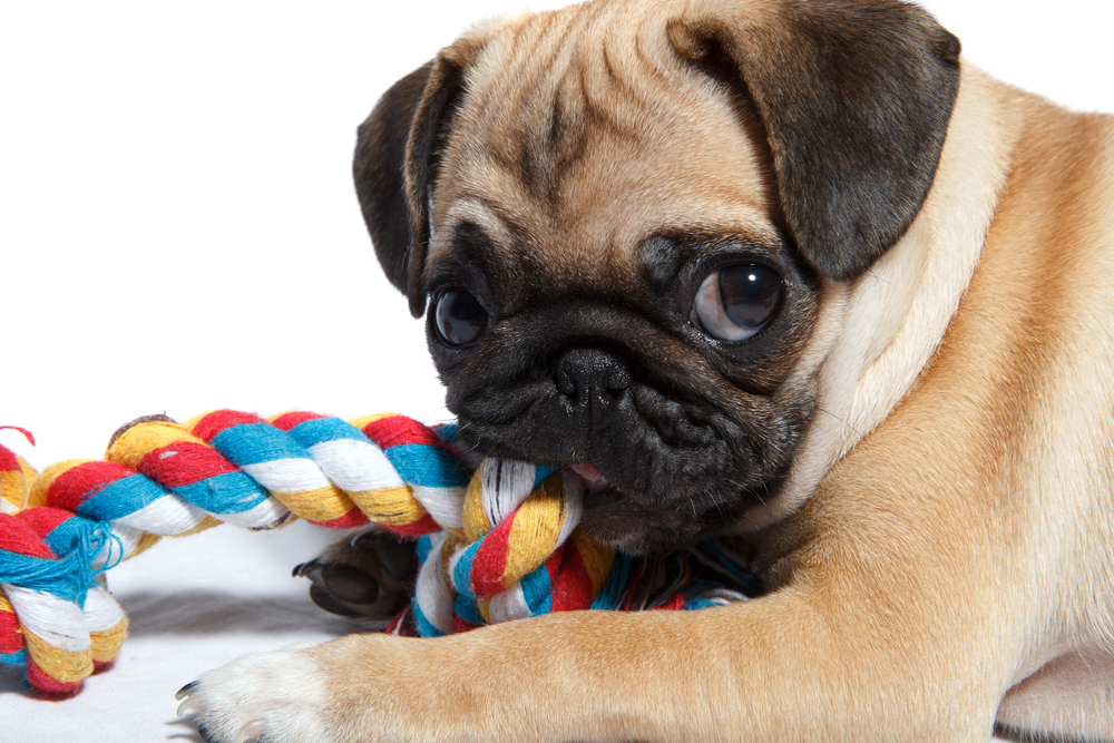A cute Pug puppy biting a chew toy for teething.