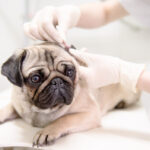 A cute pug dog is checked by a licensed veterinarian.
