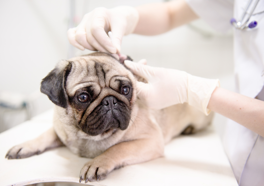 A cute pug dog is checked by a licensed veterinarian.