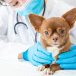 A veterinarian checks a cute chihuahua puppy for a physical exam.