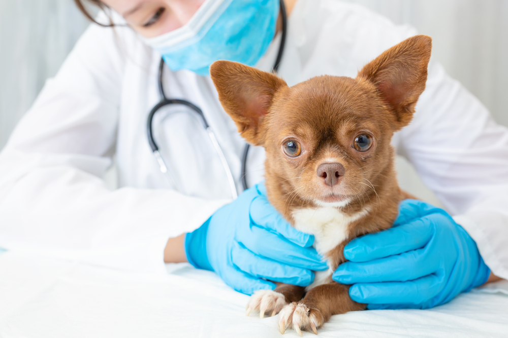 A veterinarian checks a cute chihuahua puppy for a physical exam.