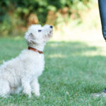 A cute puppy trains with their owner in a grassy field.
