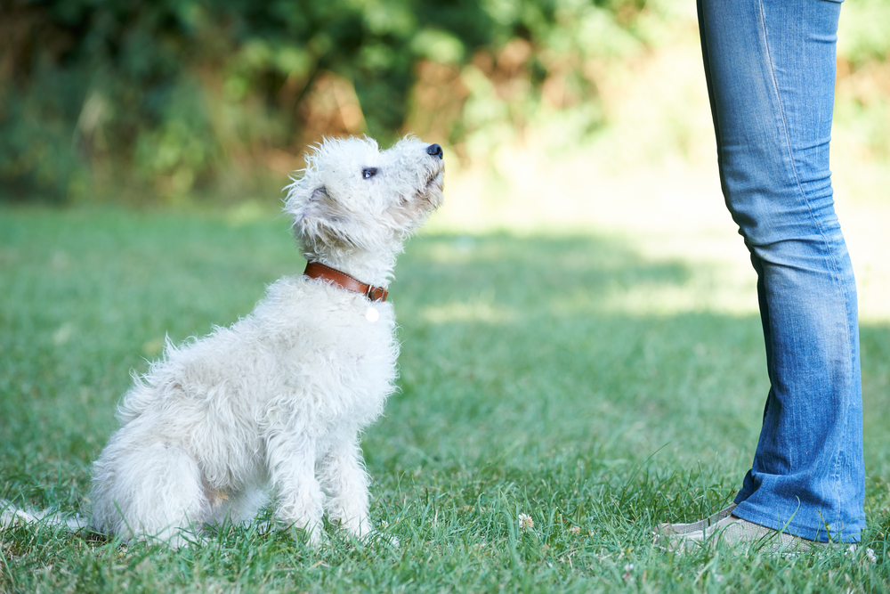 A cute puppy trains with their owner in a grassy field.