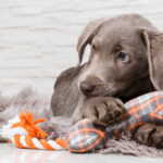 puppy chewing on their dog toy.