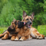German Shepherd puppy licking an adult German Shepherd in the face while laying down.