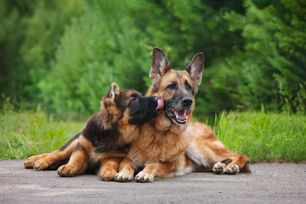 German Shepherd puppy licking an adult German Shepherd in the face while laying down.