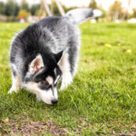 A cute Siberian Husky puppy sniffing the grass while walking.