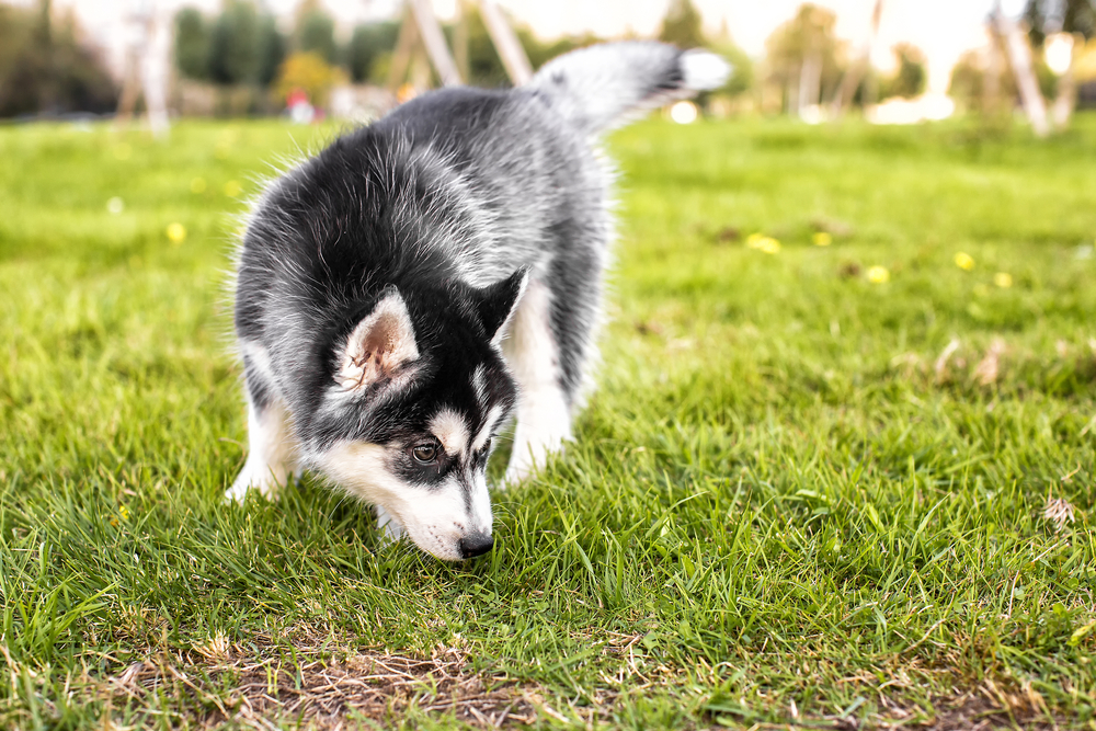 A cute Siberian Husky puppy sniffing the grass while walking.