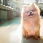 Pomeranian puppy smiling in a kitchen floor with the sun shining behind it.