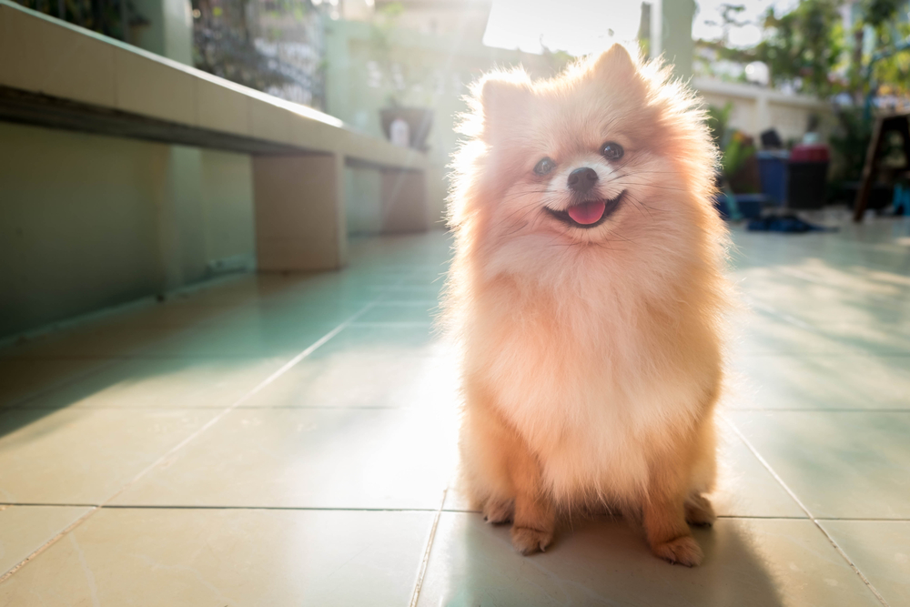 Pomeranian puppy smiling in a kitchen floor with the sun shining behind it.