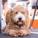 A cute Goldendoodle puppy in a Halloween costume at the annual Bow-Wow Ween event.