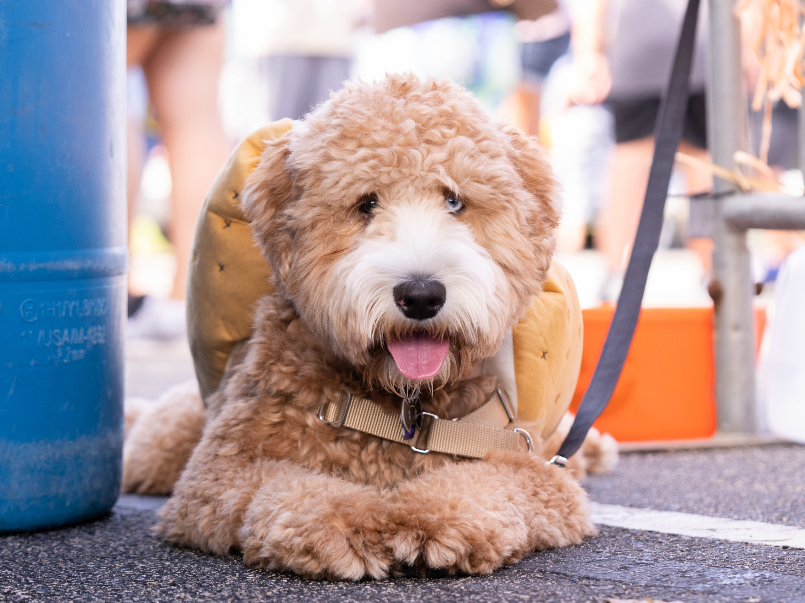 A cute Goldendoodle puppy in a Halloween costume at the annual Bow-Wow Ween event.
