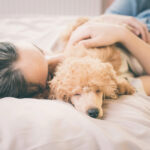 A cute Poodle puppy being cuddled while sleeping on the bed with their owner.