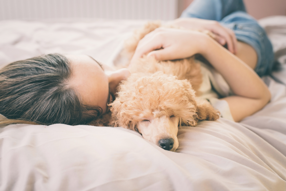 A cute Poodle puppy being cuddled while sleeping on the bed with their owner.