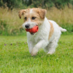 A cute puppy runs with a Kong toy in its mouth across a field.