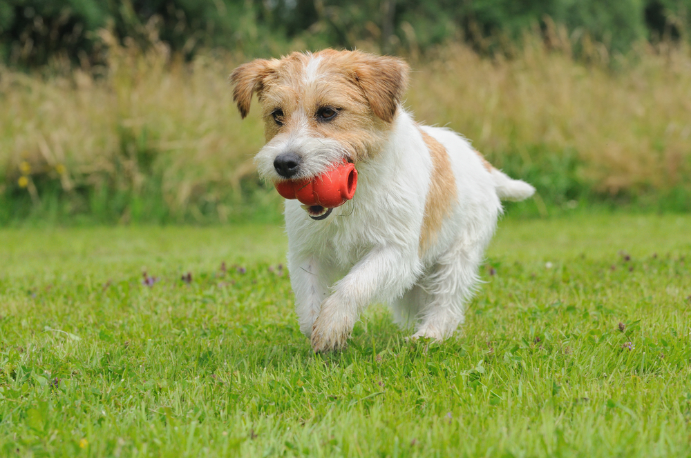 A cute puppy runs with a Kong toy in its mouth across a field.