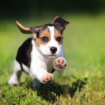 Happy Beagle puppy with lots of energy running in the grass.