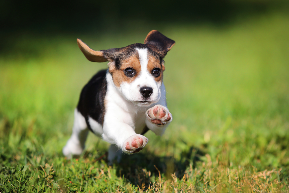 Happy Beagle puppy with lots of energy running in the grass.
