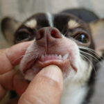 A cute Chihuahua puppy getting their teeth checked by a veterinarian.