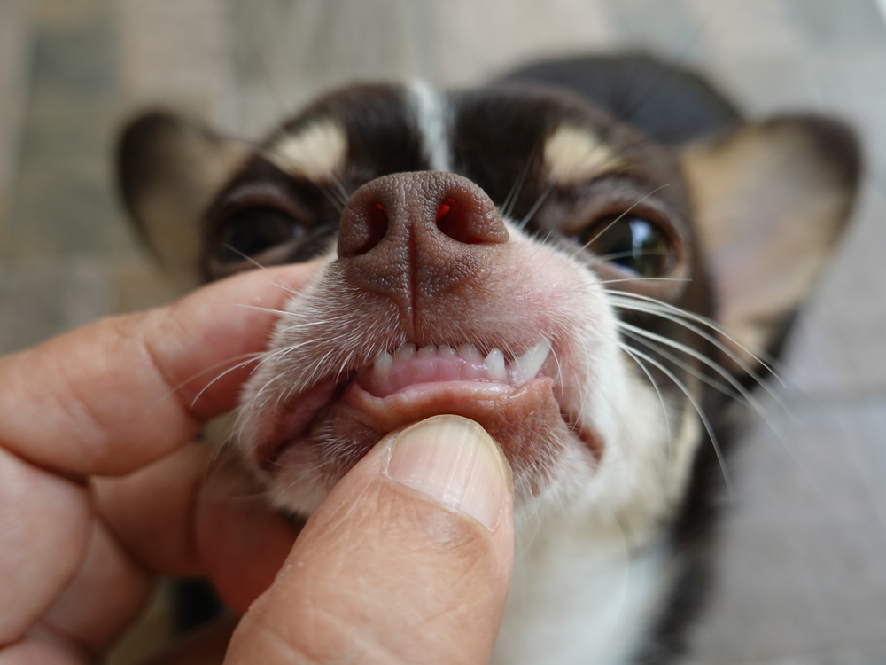 A cute Chihuahua puppy getting their teeth checked by a veterinarian.