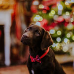 A cute brown Labrador Retriever looking up from under a Christmas tree.