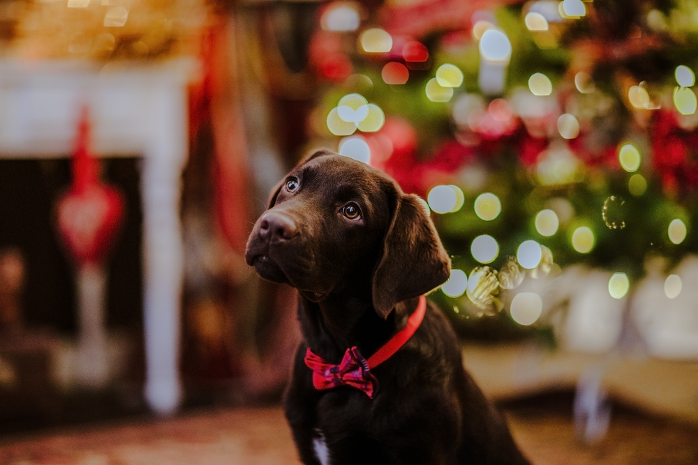 A cute brown Labrador Retriever looking up from under a Christmas tree.