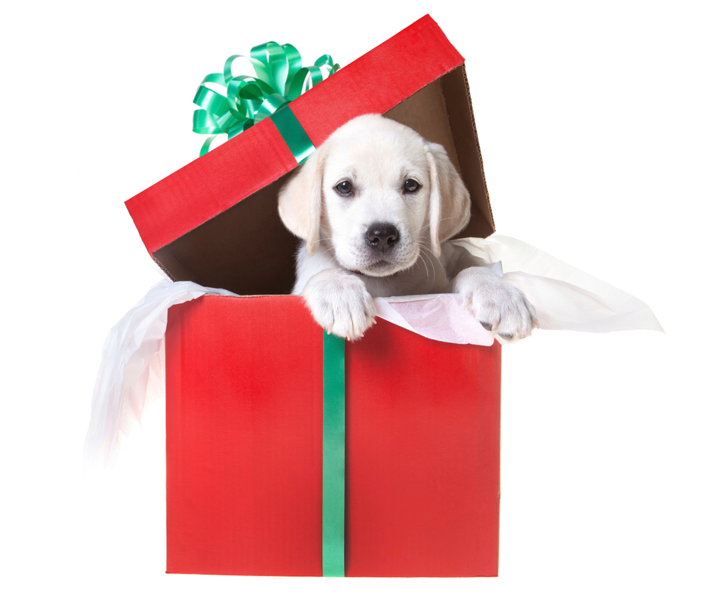 A cute Labrador Retriever puppy inside a red Christmas box.