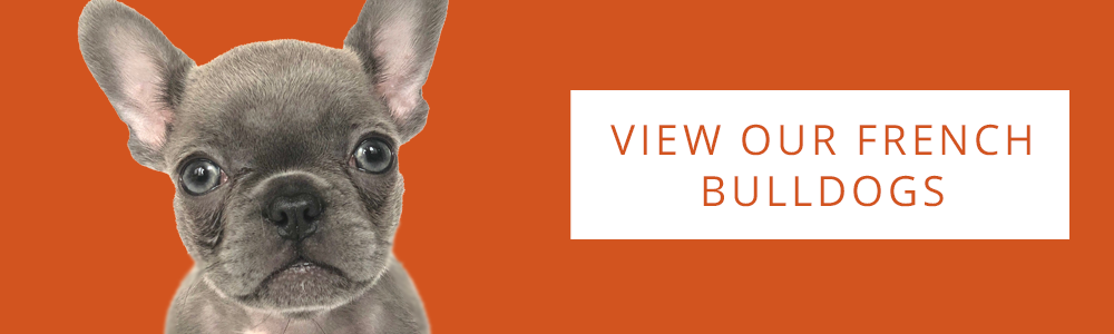 An orange banner of a French Bulldog puppy with a CTA button that says "View Our French Bulldogs" on the right side.