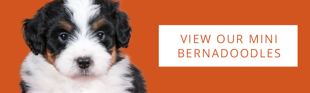 An orange banner of a cute Mini Bernedoodle puppy and a CTA button that says "View Our Mini Bernedoodle"