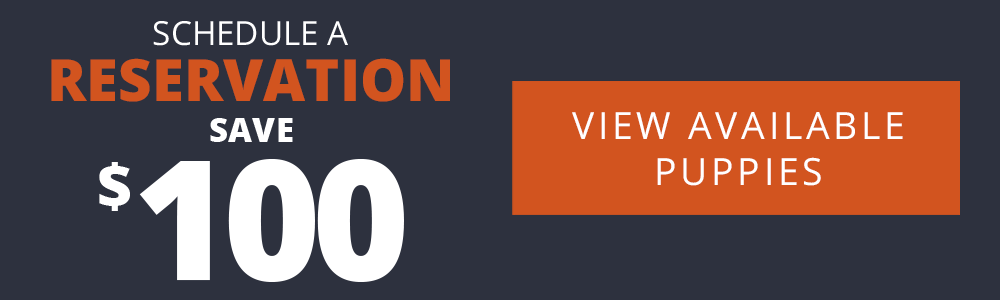 A schedule banner from Petland Pembroke Pines that says "Schedule a Reservation and Save $100" on the left side and a "View Available Puppies" CTA button on the right side.