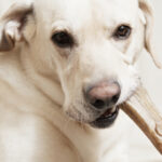 shutterstock_113188552