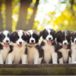 shutterstock_1161842167