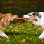 shutterstock_129895793