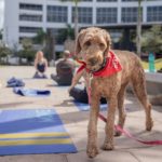 A cute Goldendoodle having fun during doggy yoga at CityPlace Doral in Miami, FL.