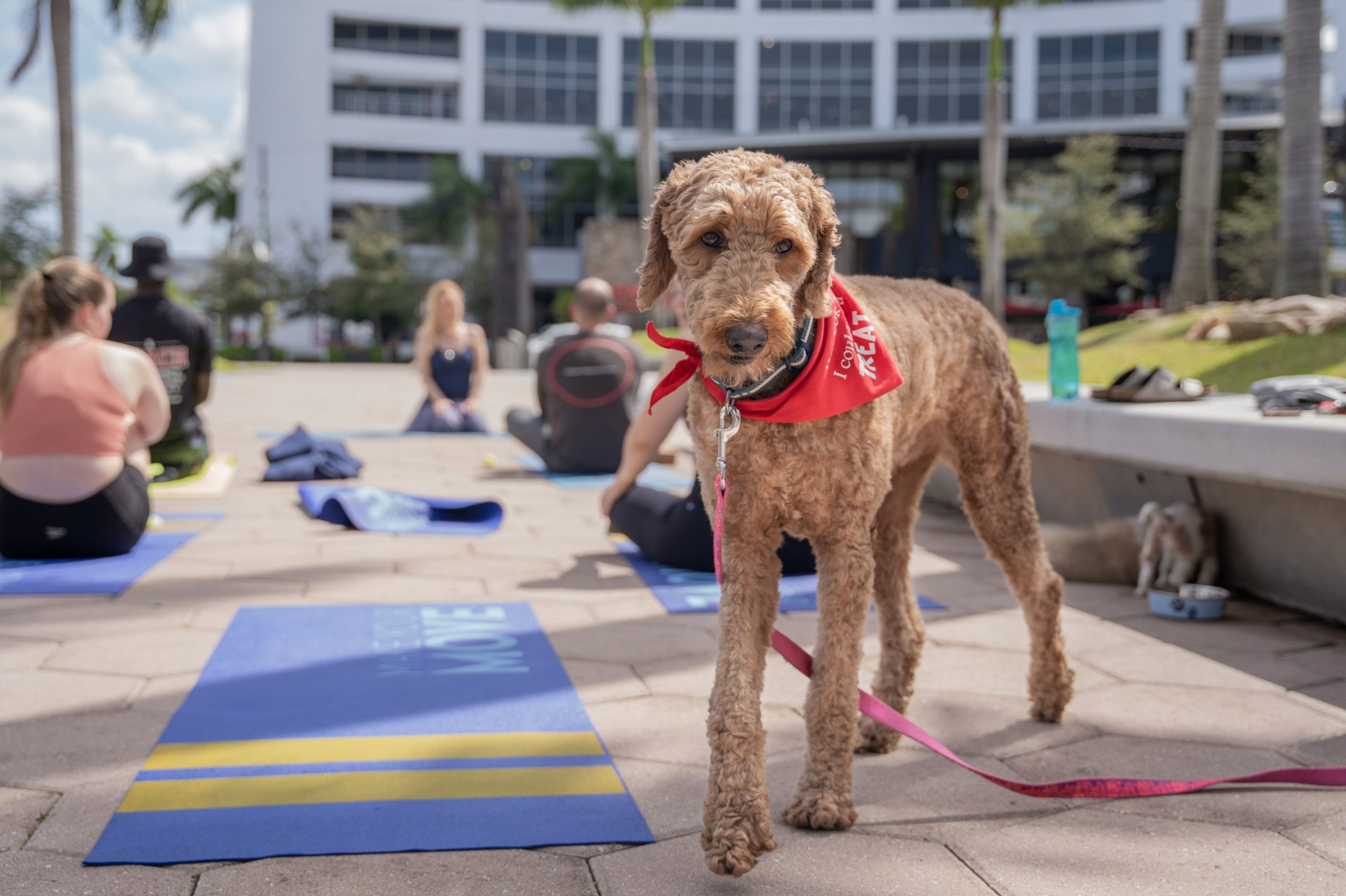 A cute Goldendoodle having fun during doggy yoga at CityPlace Doral in Miami, FL.
