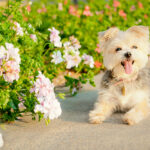 A cute beige Morkie puppy sitting next to a beautiful flower garden.