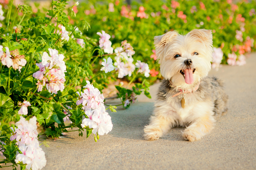 A cute beige Morkie puppy sitting next to a beautiful flower garden.