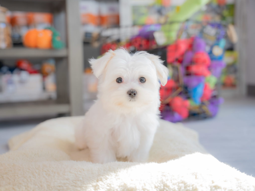 A cute white Morkie Poo puppy sits on a bed inside a Petland Pembroke Pines store.