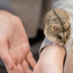 shutterstock_1142131484