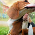 shutterstock_1160272603