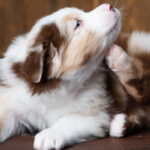 shutterstock_1704599965