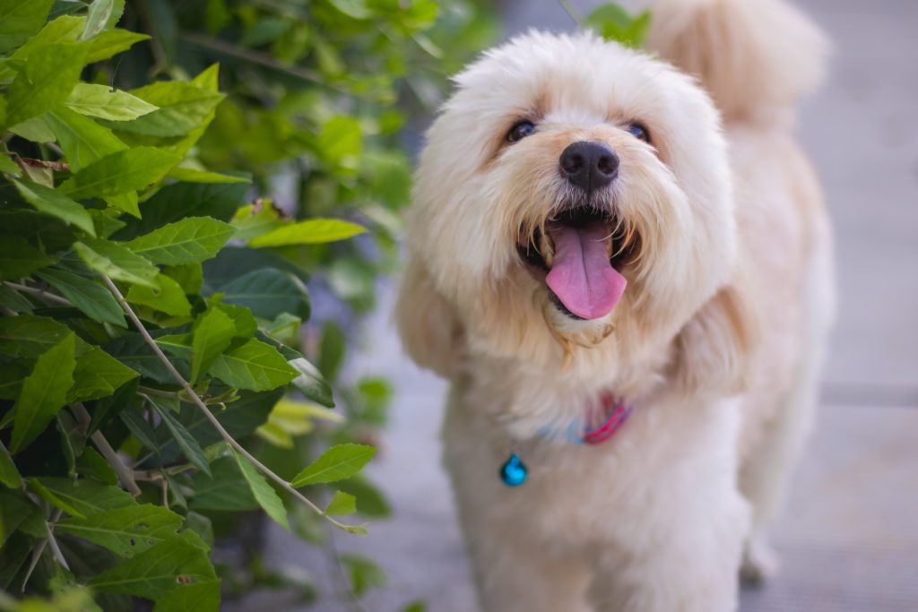 A cute Poodle mixed breed looking up at the camera on a sidewalk.