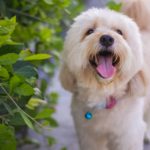A cute Poodle mixed breed looking up at the camera on a sidewalk.