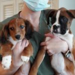 Two cute Petland puppies held by a volunteer at Sodalis of Largo center.