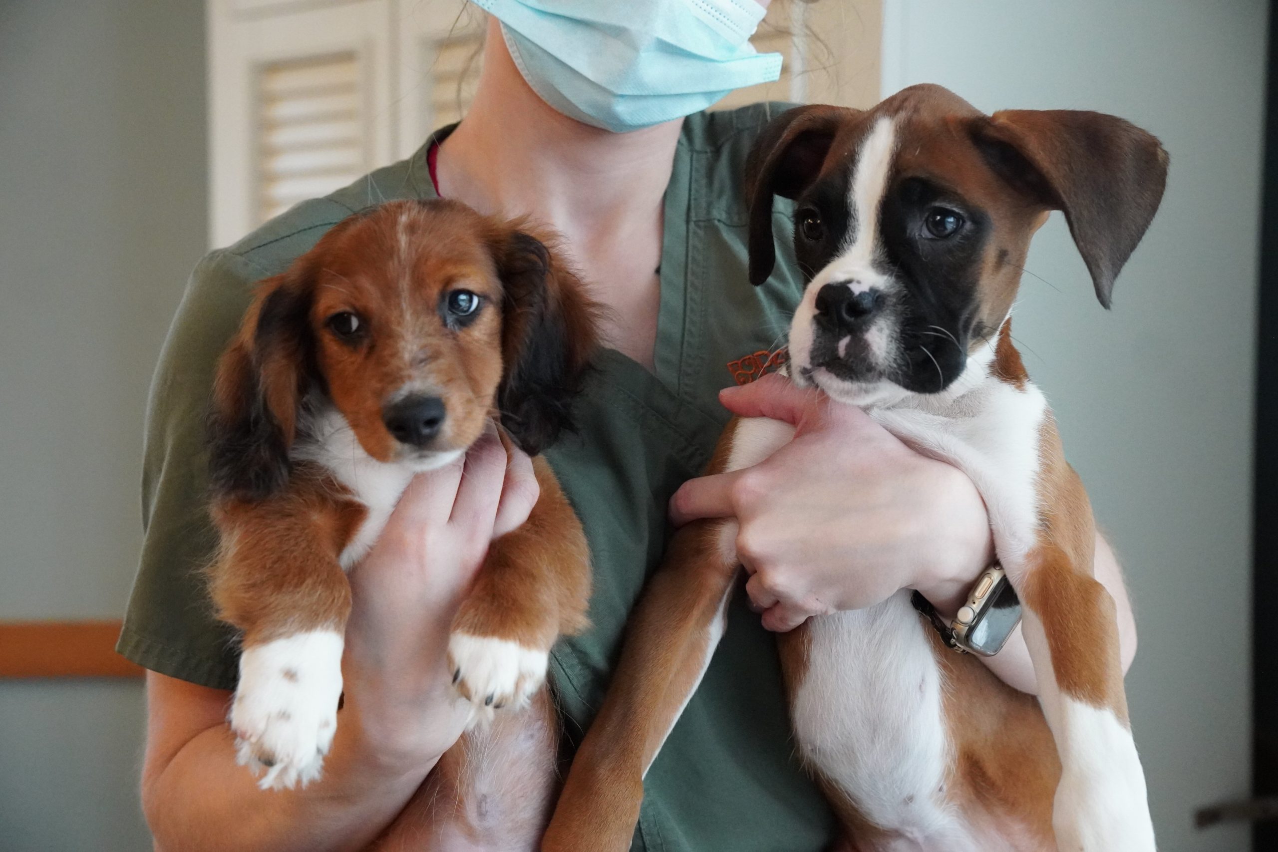Two cute Petland puppies held by a volunteer at Sodalis of Largo center.