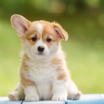 corgi puppy for sale