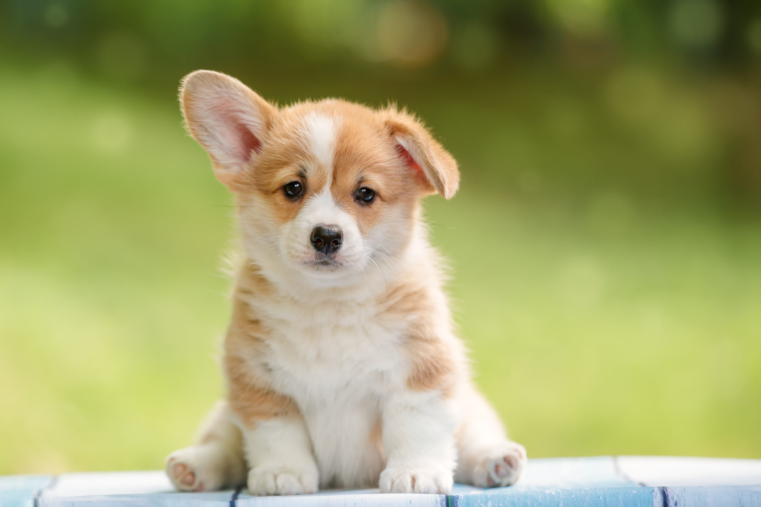 corgi puppy for sale