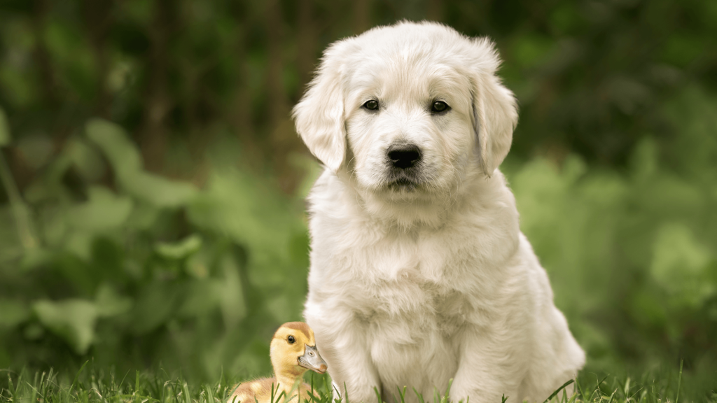 Golden Retriever for Sale